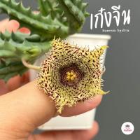 ราคา เก๋งจีน Huernia hystrix แคคตัส กระบองเพชร cactus succulent (16218286247)