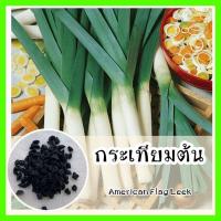 ราคา พร้อมส่ง รหัส 058 เมล็ดพันธุ์แท้ OP แท้ กระเทียมต้น กลิ่นเหมือนกะเทียม ลำต้นมีสีขาวสด American Flag Leek (7171602043)