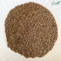 ราคา ยี่หร่า 50 กรัม 100 กรัม 500 กรัม 1 กิโล ยี่หร่าแห้ง เมล็ดยี่หร่า เทียนขาว (19470481154)