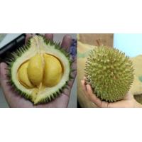 ราคา ต้นทุเรียน ต้นทุเรียนพวงมณี ปลูกง่าย จัดส่งพร้อมถุง 6 นิ้ว ลำต้นสูง 80 ซม (20981181118)