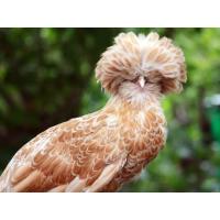 ราคา ไข่เชื้อ ไก่โปแลนด์ สำหรับฟัก 1 ฟอง (21337823349)