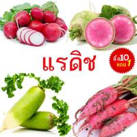 ราคา แรดิช รวมทุกพันธุ์ ถูกที่สุด10 บ เมล็ดพันธุ์แรดิช 20 50 เมล็ด ปลูกง่าย โตไว ทานอร่อย (19485045849)