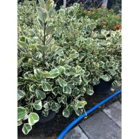 ราคา ต้นหัวใจเศรษฐี หัวใจสาลิกา ไม้แดด กระถาง 8 นิ้ว (17340953044)