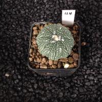 ราคา Astrophytum แคคตัส กระบองเพชร AA03 (17807235386)