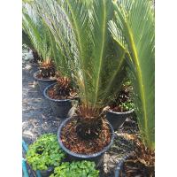 ราคา ต้นปรงญี่ปุ่นกระถาง15นิ้วโขดใหญ่ๆ (7453419833)