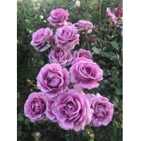 ราคา 25เมล็ด เมล็ดกุหลาบ อังกฤษ พันธุ์เลื้อย สีม่วง สายพันธุ์ของแท้ 100 เมล็ดกุหลาบ ดอกกุหลาบ ปลูกกุหลาบ กุหลาบหนู อัตราการงอกสูง70 80 Rose seeds (8865765434)
