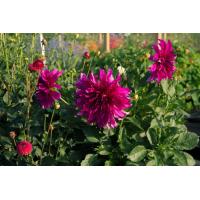 ราคา 1 เหง้า ชุุด รักเร่ Dahlia Bulb สายพันธุ์ Taiheijo หัวรักเร่ ดอกไม้ ดอกรักเร่ เหง้า นำเข้า ยุโรป หัวสดใหม่ ผ่านการแช่เย็นแล้ว (8668332558)