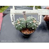 ราคา แอสโตร คัดหน้าไม้ Astrophytum asterias ต้นกระบองเพชร ต้นแคคตัส แคคตัส กระบองเพชร (16266369706)