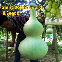 ราคา เมล็ดพันธุ์ น้ำเต้ายักษ์ น้ำเต้าเซียน เมล็ดน้ำเต้าเซียนใหญ่ F1 บรรจุ 8 เมล็ด Giant Bottle Gourd Seed Organic Vegetable Seeds for Planting เมล็ดพันธุ์ผัก เมล็ดพันธุ์แท้ OP ผักสวนครัว ผักออร์แกนิก พันธุ