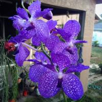 ราคา 35 เมล็ดพันธุ์ เมล็ดกล้วยไม้ ฟาแลนนอปซิส Phalaenopsis Orchids Orchid flower seed อัตราการงอกสูง 80 85 (11770361028)