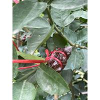 ราคา กิ่งมะนาวแป้นพวงบ้านแพ้วแท้ๆ (20490515488)