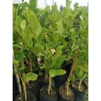 ราคา ต้นมะนาวเลมอนกิ่งตอน (2088604686)