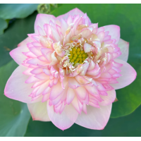 ราคา 3 Seeds เมล็ดพันธุ์บัว บัวนอก บัวสายงาม บัวฉัตร บัวประดับสวน สายพันธุ์ Pretty Boys And Girls Lotus สีชมพู หวานสดใส Waterllily Lotus Seeds (19316719052)