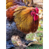 ราคา ไข่เชื้อ ไก่บราม่า สีบลูโกลด์สีแพง ไก่ยักษ์ Brahma ประกันเชื้อและแตก 100 เก็บทุกวัน ไม่เลือดชิด มีไก่จริงจากฟาร์ม (21089673636)