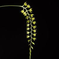 ราคา เอื้องรวงข้าว Dendrochilum formosanum กล้วยไม้แปลก ดอกสีเหลือง (5876026297)