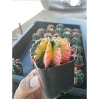 ราคา กระบองเพชร ยิมโนด่าง ยิมโน แอลบี แอลบีไฮบริด LBhyb LBhridด่าง แคคตัสราคาถูก ส่งพร้อมกระถาง (19679812681)