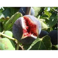 ราคา 10 เมล็ด เมล็ดมะเดื่อฝรั่ง Figs สายพันธุ์ Sultane ของแท้ 100 มะเดื่อฝรั่ง หรือ ลูกฟิก Fig อัตราการงอก 70 80 Figs Seed มีคู่มือวิธีปลูก (9079086665)