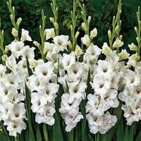 ราคา แกลดิโอลัส Piet Mohlen Gladiolus 10หัว ชุด ดอกสีขาวสะอาด ดอกขนาดใหญ่ ให้ดอกจำนวนมากต่อหัว (16272039777)