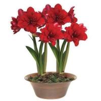 ราคา 1 หัวว่าน ว่านสี่ทิศฮอลแลนด์ Amaryllis Amarantia 18 24 ซม สินค้านำเข้า แช่เย็นแล้ว หัวขนาดใหญ่ (9107970386)