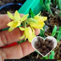 ราคา จูงนาง ว่านจูงนางสีเหลือง กล้วยไม้ดิน นำดอกหรือต้นแช่น้ำมันจันทร์ป้ายปากมือหน้า ไม้มงคล หัวว่าน ว่านจูงนาง (17112569649)