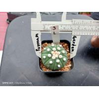 ราคา แอสโตร คัดหน้าไม้ Astrophytum asterias ต้นกระบองเพชร ต้นแคคตัส แคคตัส กระบองเพชร (16266369702)