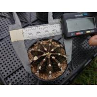 ราคา ต้นยิมโนเขียว Gymnocalycium ไม้เมล็ด ขนาด5 7 ซม ต้นกระบองเพชร ต้นแคคตัส แคคตัส กระบองเพชร (11973357280)