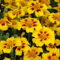 ราคา ดาวเรืองฝรั่งเศส Disco ถูกที่สุด10 บ เมล็ดพันธุ์ดาวเรืองฝรั่งเศส Disco10 เมล็ด งอกง่าย ดอกดก สวยโดดเด่น (12928011324)