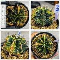 ราคา ยิมโนด่าง ไม้เมล็ด กระบองเพชร แคคตัส Cactus (20566608061)