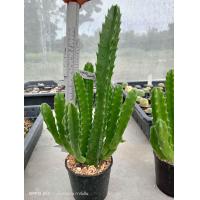 ราคา เก๋งจีนดอกปลาดาว Stapelia Gigantea ไม้ชำหน่อ ขนาดความสูง 6 20 ซม ต้นกระบองเพชร ต้นแคคตัส แคคตัส กระบองเพชร (20653369411)