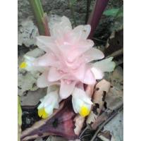 ราคา 3 เหง้า ชุด ว่านดอกทองมหาอุดม อยู่ในจำพวกเดียวกับว่านดอกทอง (9126913117)