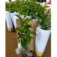 ราคา ชมพู่ทับทิมจันทร์เป็นผลไม้เมืองร้อนที่มีความต้องการของตลาดค่อนข้างสูง เนื่องจากชมพู่ทับทิมจันทร์เป็นผลไม้ที่มีรสชาติหวานกรอบ ผิวสีแดง ผลโต ผิวเรียบสวย (19893272351)