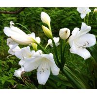 ราคา ว่านเศรษฐีนําโชค 2หัว หรือ ว่านมหาบัวไม้ดอก ไม้ประดับ ไม้มงคล (8096343883)