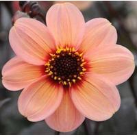 ราคา 1 หัว ออเดอร์ รักเร่ Dahlia Bulb สายพันธุ์ Single dahlia หัวรักเร่ ดอกไม้ หัวหน่อ เหง้า นำเข้า เนเธอร์แลน หัวสดใหม่ (4688328621)