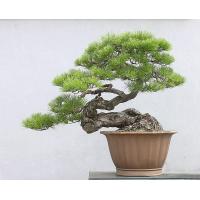 ราคา ขายส่ง 100 เมล็ด เมล็ดสนดำญี่ปุ่น Japanese black pine bonsai seeds บอนไซ Bonsai บอนไซสนดำ ไม้ดัด ไม้โขด ไม้แคระ ไม้มงคล ไม้จิ๋ว ไม้หัว ไม้แปลก ไม้จัดสวน (322039606)