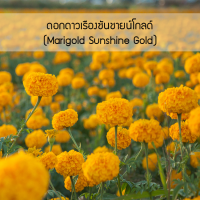 ราคา เมล็ดพันธุ์ ดอกดาวเรืองซันชายน์โกลด์ Marigold Sunshine Gold 10 เมล็ด ปลูกง่าย ปลูกได้ทั่วไทย (1200380433)