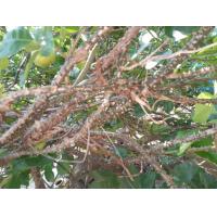 ราคา บอระเพ็ดก้านสด ตัดท่อน14ซม บรรจุ4ท่อน เครือเถาว์บอระเพ็ดสด (20605026872)