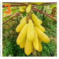 ราคา เมล็ดพันธุ์มะละกอพันธุ์ต่างๆ มีให้เลือกซื้อ9สายพันธุ์ ปลูกไว้ติดบ้านไว้สักต้นไม่มีอด (13701098250)
