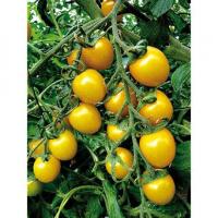 ราคา เมล็ดพันธุ์ มะเขือเทศ Sun Lemon Tomato Seeds (1727178130)