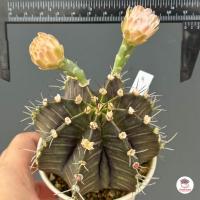 ราคา ยิมโน ไซส์ให้ดอก Gymnocalycium ไม้อวบน้ำ Cactus Succulent (10000337375)