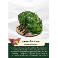 ราคา ยอดกระเจี๊ยบออแกนิคเก็บสด 250 500 1000g (19770472619)