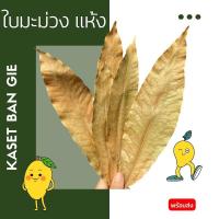 ราคา ใบมะม่วงแห้ง 20 ใบ อาหาร isopod ด้วง แมลง Kaset Ban Gie (17040179990)