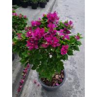 ราคา ต้นเฟื่องฟ้าสาวิตรี แคระ สีชมพูเข้ม Bougainvillea hybridจัดส่งพร้อมกระถาง6นิ้ว (17675925288)