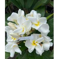 ราคา ต้นลีลาวดีแคระ ดอกสีขาว ชื่อพันธ์ ขาวกันจะมาพร ลีลาวดีแคระสีขาวกันจะมาพร Plumeria ruba กลีบดอกมนกลม สีขาวนวลตรงกลางสีเหลือง ดอกหอมมีกลิ่นหอมอ่อนๆ ดอกช่อพ่วงช่อใหญ่ ต้นสวย แข็งแรง ลำต้นสูง 55 60 ซม กระ