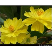 ราคา เมล็ดพันธุ์ ดาวกระจายสีเหลือง ดอกคอสมอส Yellow Cosmos Flower Seed ซองละ25 บาท (7653817486)