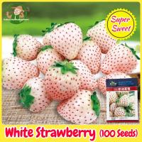 ราคา เมล็ดพันธุ์ สตรอเบอรี่สี ขาว บรรจุ100 เมล็ด White Strawberry Seed Fruit Seeds for Planting เมล็ดสตรอเบอร์รี่ขาว ต้นสตอเบอรี่ เมล็ดพันธุ์ผลไม้ เมล็ดพันธุ์ OP ผลไม้อินทรีย์ ต้นไม้ผลกินได้ ต้นไม้กินผล เม