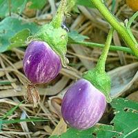 ราคา มะเขือไข่เต่าม่วง ถูกที่สุด 10 บ เมล็ดมะเขือเปราะม่วงไข่เต่า 20 เม็ด ปลูกง่าย ขึ้นไว ทานอร่อย (13061373040)