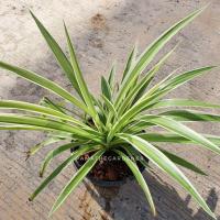 ราคา ต้นเศรษฐีเรือนนอก มาในกระถางพร้อมตั้ง (17345868399)