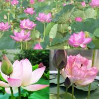 ราคา 4 เมล็ดพันธุ์ดอกบัว บัวสาย บัวหลวง พันธุ์นอก สายพันธุ์ Crystal pink สีชมพู อ่อนหวาน ปลูกประดับโต๊ะทำงาน เลี้ยงบัวในบ้าน Lotus Flower Plant Seeds (19365748692)