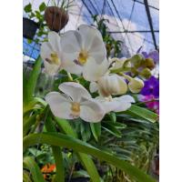 ราคา ต้นกล้วยไม้ แวนด้า สีขาว จัดส่งพร้อมกระถางตามรูป ติดดอกแล้ว เป็นกล้วยไม้แวนด้าใบแบน มีลักษณะใบซ้อนเรียงสลับกัน ช่อดอกตั้งและยาวประมาณ 50 เซนติเมตร ช่อหนึ่งมี 13 15 ดอก (10104733408)