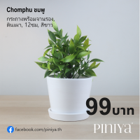 ราคา Piniya Chomphu ชมพู กระถางต้นไม้ ดินเผา 12ซม สีขาว กระถางดินเผา กระถางดอกไม้ กระถางแคคตัส กระถางเซรามิค Plant Pot Flower Pot Earthenware 12cm with Saucer (7107498731)